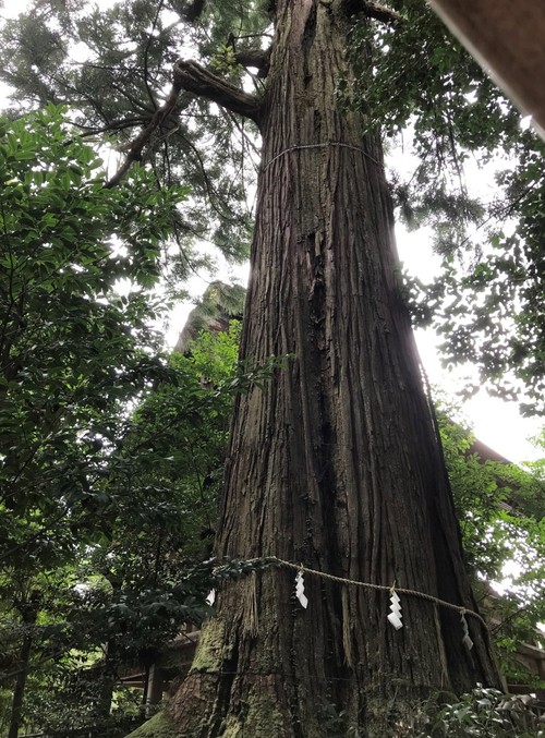 ツイッター9月21日須佐神社大杉