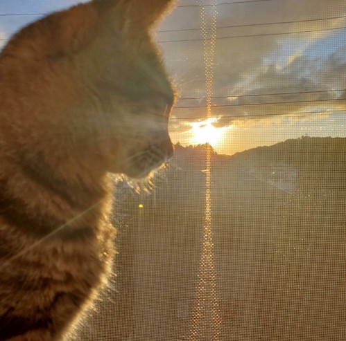 ツイッター9月29日猫と夕日