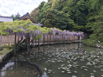 T1出雲大社の藤棚